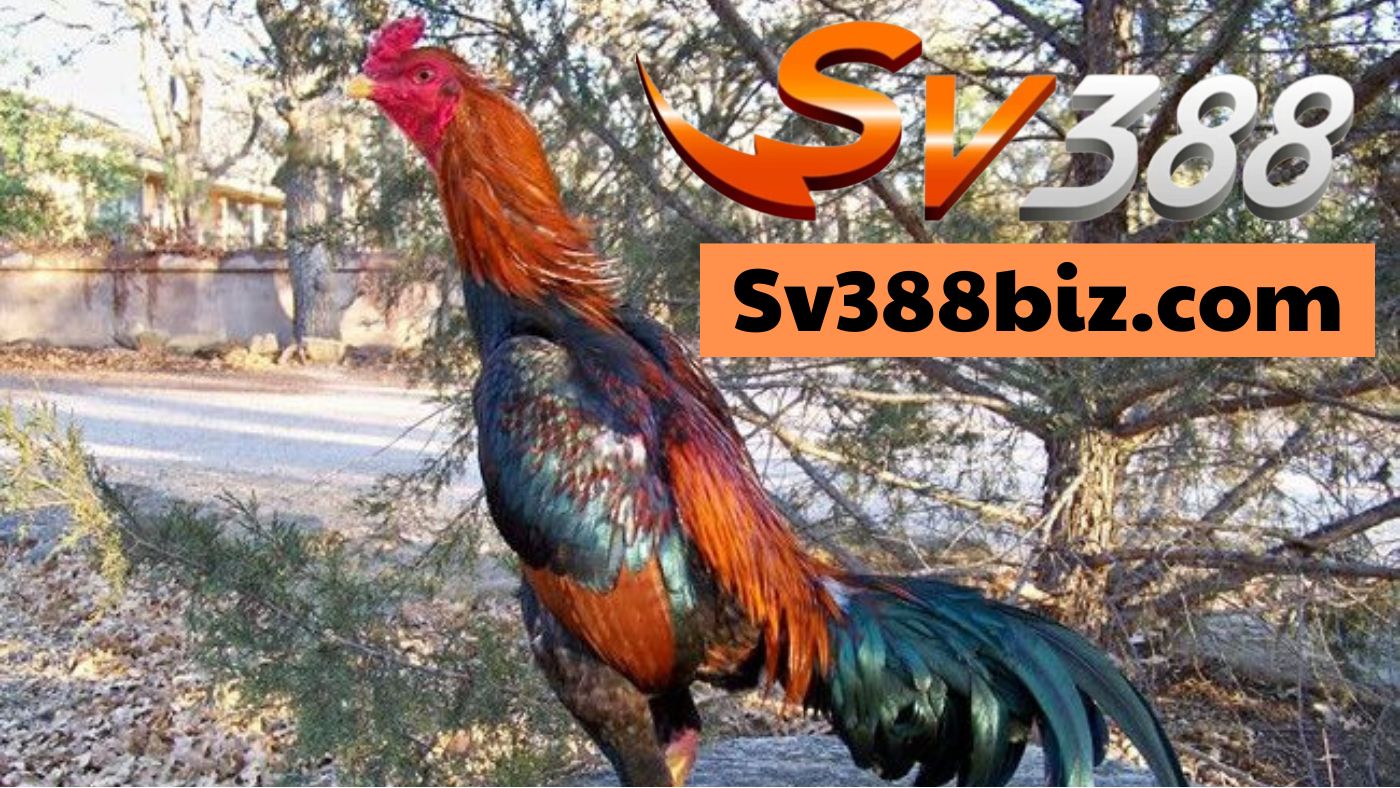 Đá gà online sv388