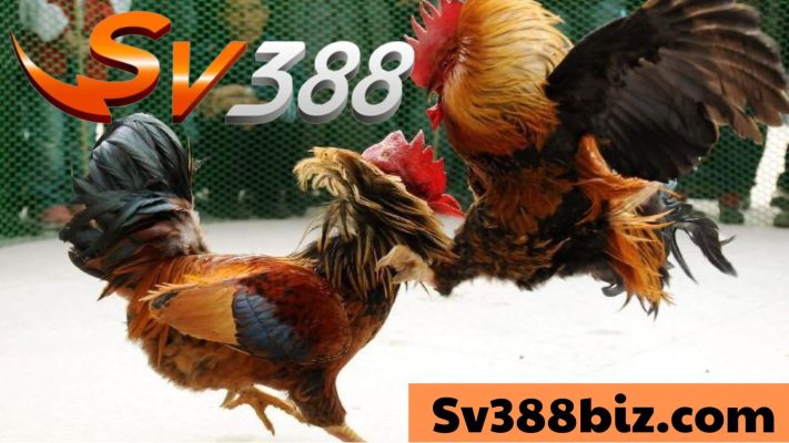 Đá gà online sv388
